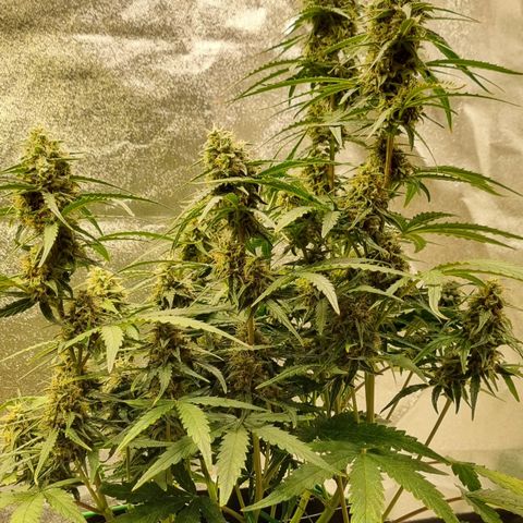 Medusa F1 Auto growlog timeline photo