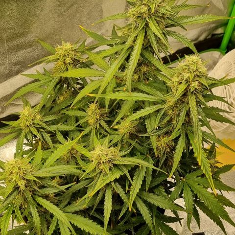 Medusa F1 Auto growlog timeline photo