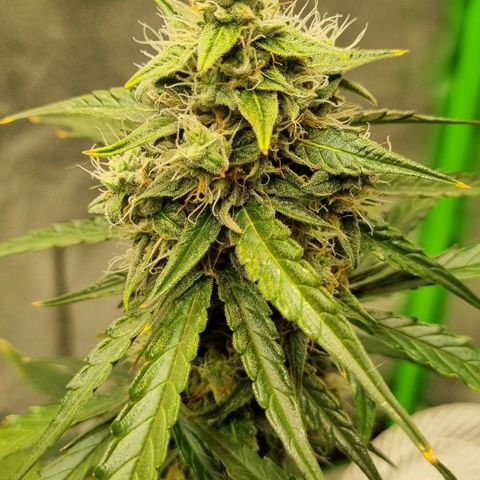 Medusa F1 Auto growlog timeline photo