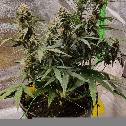 Medusa F1 Auto growlog timeline photo