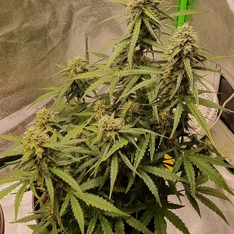 Medusa F1 Auto growlog timeline photo