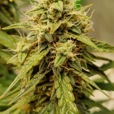 Medusa F1 Auto growlog timeline photo