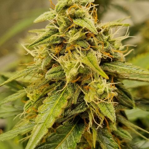 Medusa F1 Auto growlog timeline photo