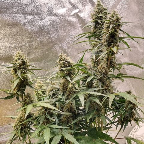 Medusa F1 Auto growlog timeline photo