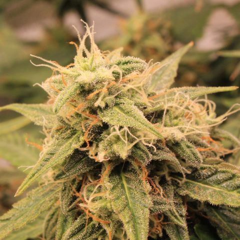 Medusa F1 Auto growlog photo: Erste Sichtung Thripse (2-3 Larven)