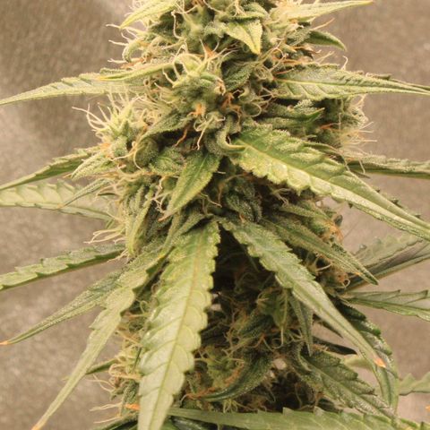 Medusa F1 Auto growlog photo: Erste Sichtung Thripse (2-3 Larven)