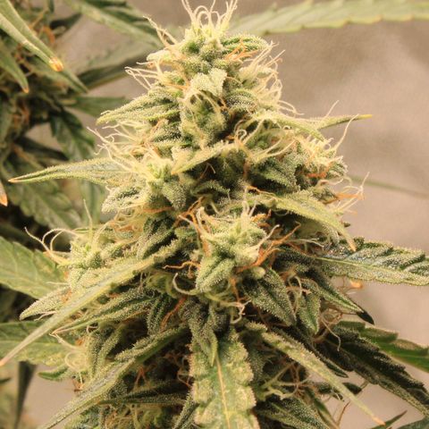 Medusa F1 Auto growlog photo: Erste Sichtung Thripse (2-3 Larven)