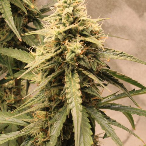 Medusa F1 Auto growlog photo: Erste Sichtung Thripse (2-3 Larven)