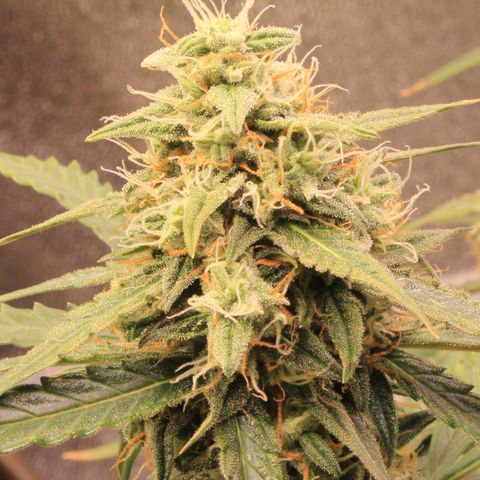 Medusa F1 Auto growlog photo: Erste Sichtung Thripse (2-3 Larven)