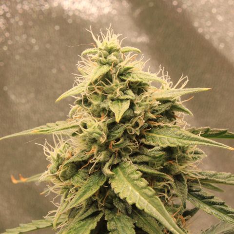 Medusa F1 Auto growlog photo: Erste Sichtung Thripse (2-3 Larven)