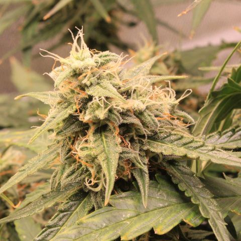 Medusa F1 Auto growlog photo: Erste Sichtung Thripse (2-3 Larven)