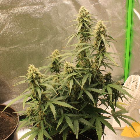 Medusa F1 Auto growlog photo: Erste Sichtung Thripse (2-3 Larven)