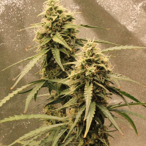 Medusa F1 Auto growlog photo: Erste Sichtung Thripse (2-3 Larven)