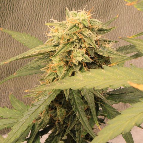 Medusa F1 Auto growlog photo: Erste Sichtung Thripse (2-3 Larven)