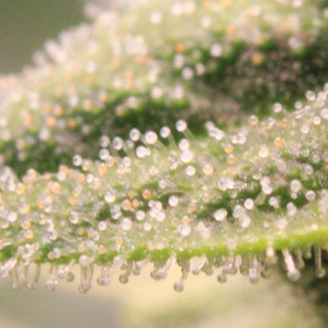 Medusa F1 Auto growlog photo: Trichome + Thripse Check