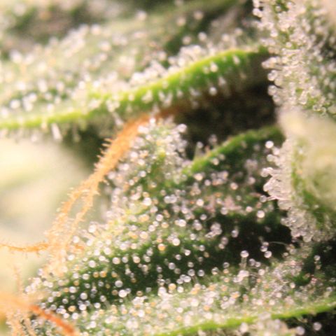 Medusa F1 Auto growlog photo: Trichome + Thripse Check