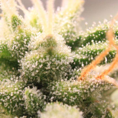 Medusa F1 Auto growlog photo: Trichome + Thripse Check