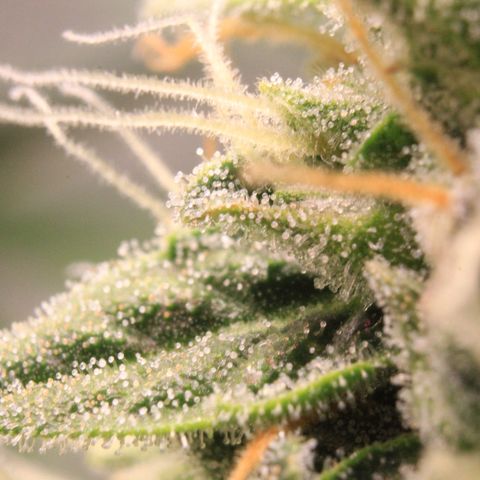 Medusa F1 Auto growlog photo: Trichome + Thripse Check