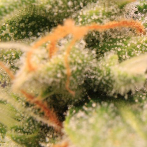 Medusa F1 Auto growlog photo: Trichome + Thripse Check