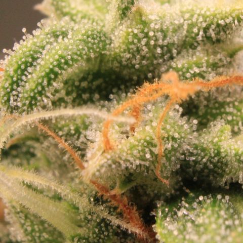 Medusa F1 Auto growlog photo: Trichome + Thripse Check