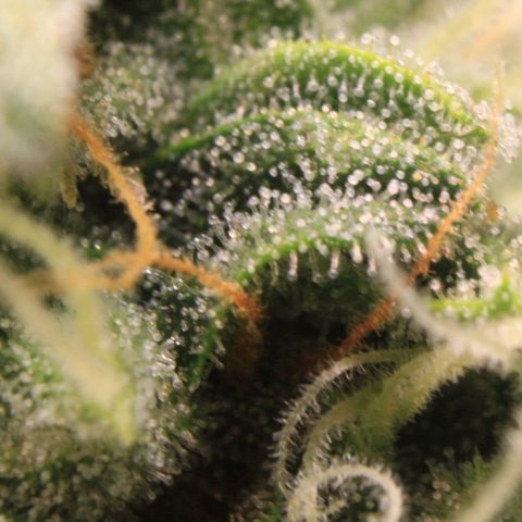 Medusa F1 Auto growlog photo: Trichome + Thripse Check