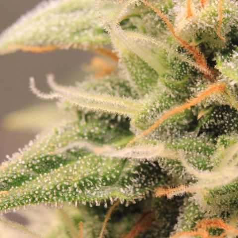Medusa F1 Auto growlog photo: Trichome + Thripse Check