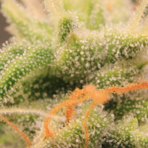 Medusa F1 Auto growlog photo: Trichome + Thripse Check 2