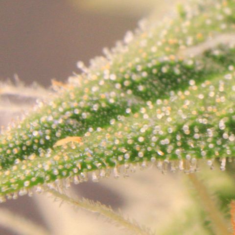 Medusa F1 Auto growlog photo: Trichome + Thripse Check 2
