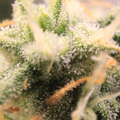 Medusa F1 Auto growlog photo: Trichome + Thripse Check 2