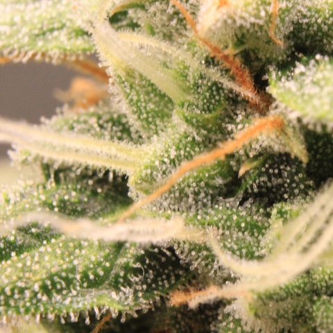 Medusa F1 Auto growlog photo: Trichome + Thripse Check 2