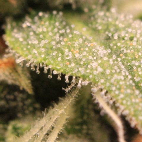 Medusa F1 Auto growlog photo: Trichome + Thripse Check 2