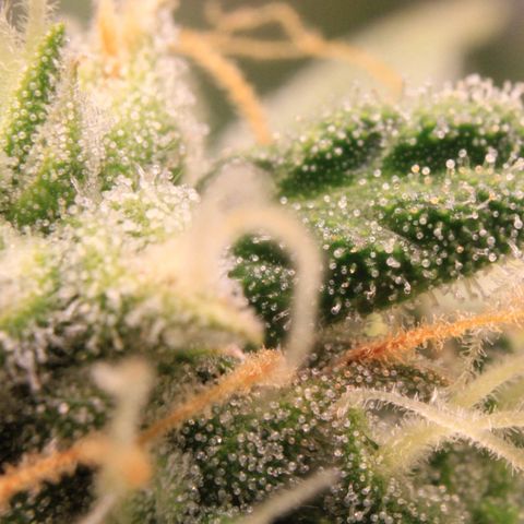 Medusa F1 Auto growlog photo: Trichome + Thripse Check 2