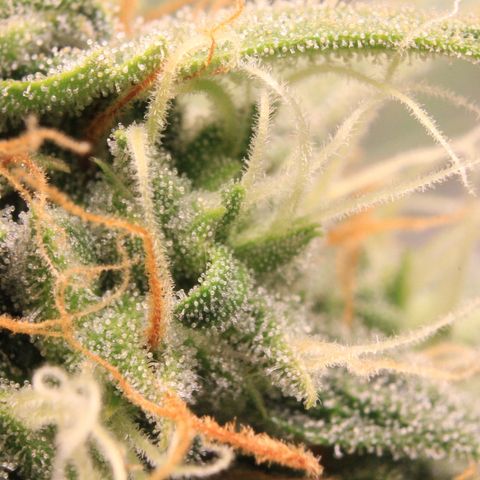 Medusa F1 Auto growlog photo: Trichome + Thripse Check 2