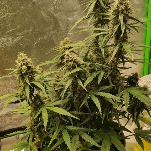 Medusa F1 Auto growlog timeline photo