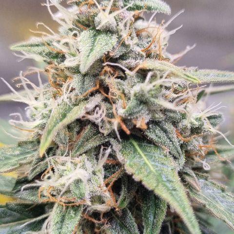 Medusa F1 Auto growlog timeline photo