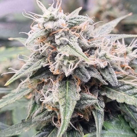 Medusa F1 Auto growlog timeline photo