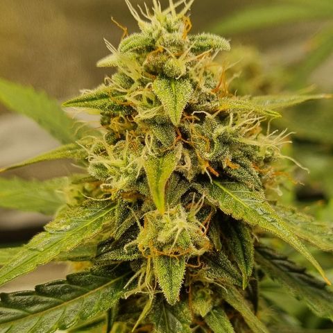 Medusa F1 Auto growlog timeline photo