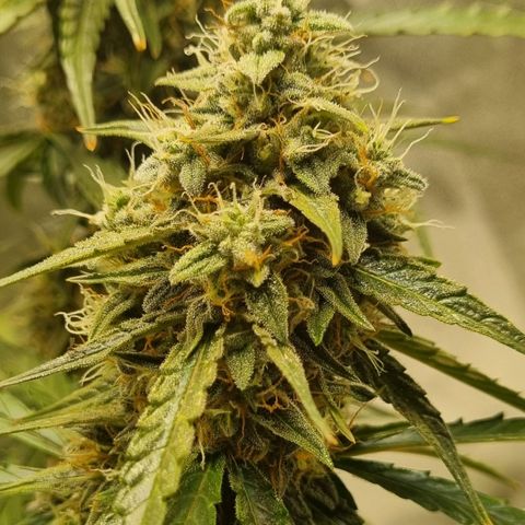 Medusa F1 Auto growlog timeline photo
