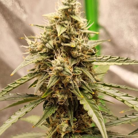 Medusa F1 Auto growlog timeline photo