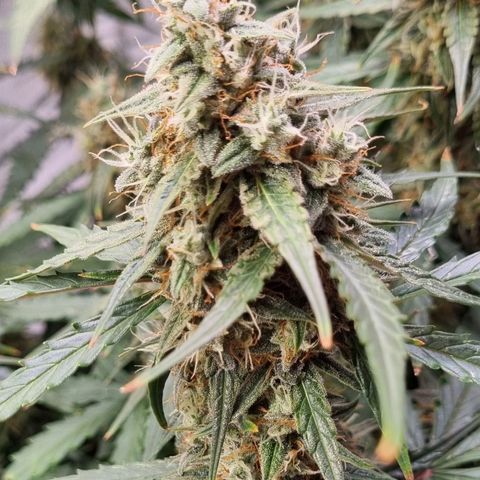 Medusa F1 Auto growlog timeline photo