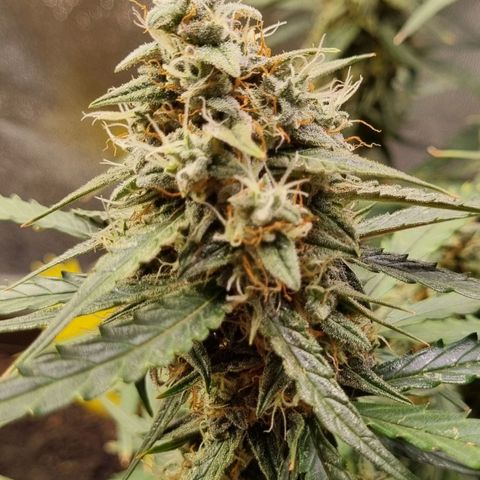 Medusa F1 Auto growlog timeline photo