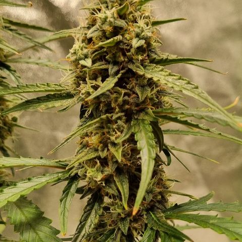 Medusa F1 Auto growlog timeline photo