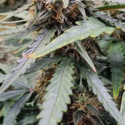 Medusa F1 Auto growlog timeline photo