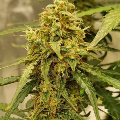 Medusa F1 Auto growlog timeline photo