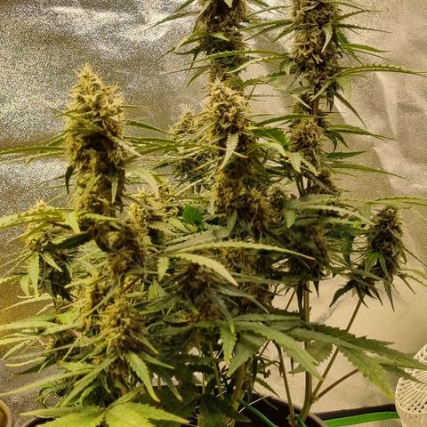 Medusa F1 Auto growlog timeline photo