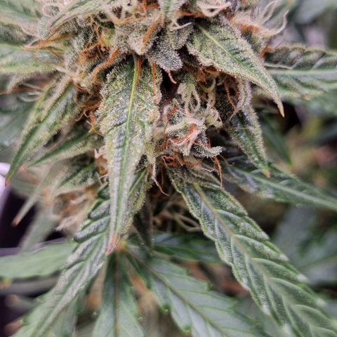 Medusa F1 Auto growlog photo: Check Thripse