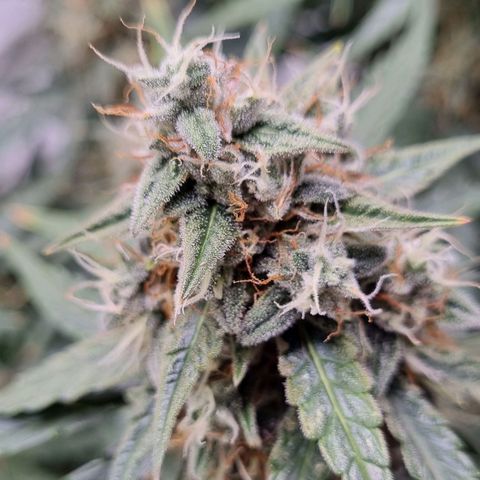 Medusa F1 Auto growlog photo: Check Thripse