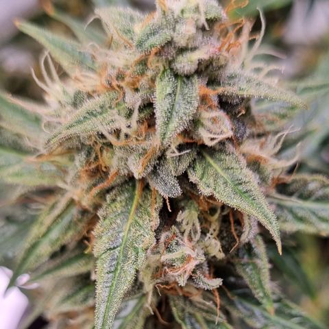 Medusa F1 Auto growlog photo: Check Thripse