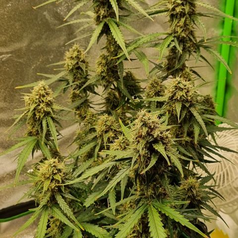 Medusa F1 Auto growlog photo: Check Thripse