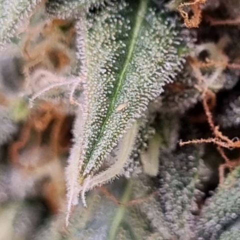 Medusa F1 Auto growlog photo: Check Thripse
